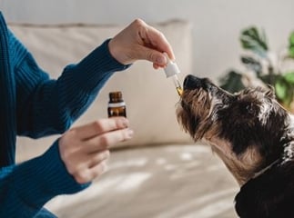 Huile de coco chien